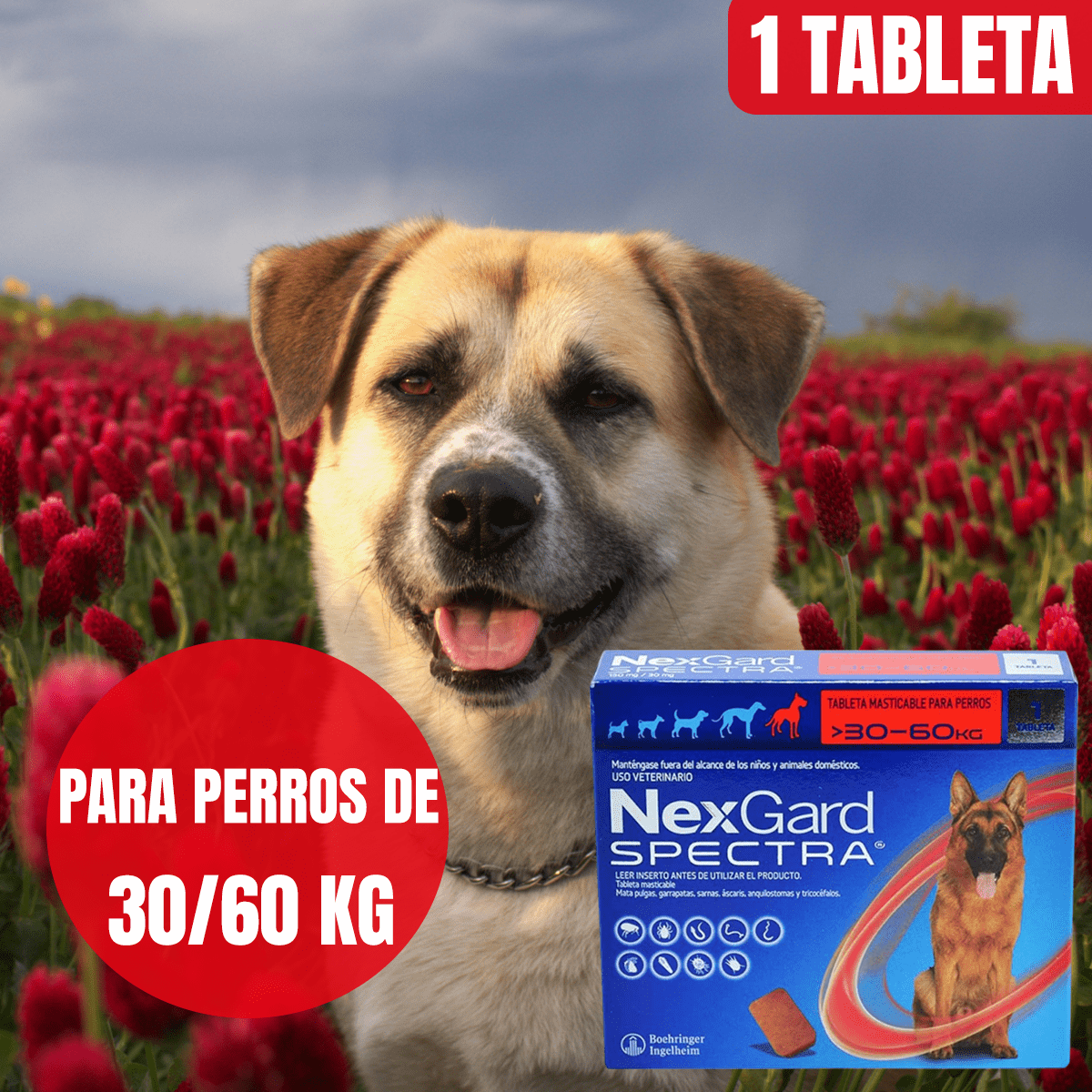 NEXGARD ANTIPULGAS Y GARRAPATAS PARA PERROS - FridaPets - Perro - Salud y bienestar - FridaPets